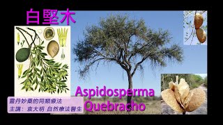 《靈丹妙藥的同類療法》 EP186  白堅木 Aspidosperma Quebracho [upl. by Jael182]