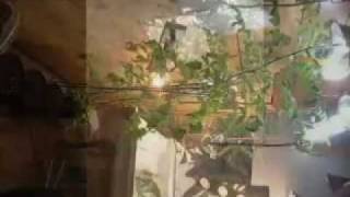 8 FT INDOOR CHERRY TOMATO PLANTS VIDEO COCO COIR GROW AEROGARDEN HYDROPONIC [upl. by Christiano]