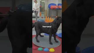 5 Surprising Facts About Labradors 🐶 shorts ytshorts dog [upl. by Colwen]