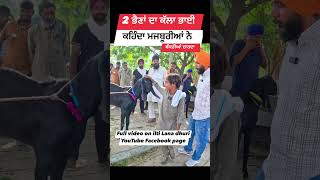 2 ਭੈਣਾਂ ਦਾ ਇੱਕ ਭਰਾ ਚਾਰਦਾ ਬੱਕਰੀਆਂ goats goatfarming farming bakrimandipunjab [upl. by Yadrahc]