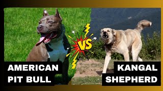 which one is more dangerous Comparison Between American Pit bull Vs Kangal shepherd Dog breed [upl. by Tom]