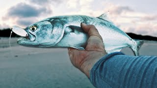 This Fish MADE The Trip Surf Casting The Mullet Run [upl. by Moses683]