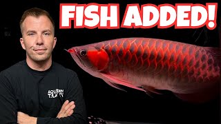 MY ASIAN AROWANA AQUARIUM IS COMPLETE Rare Fish Added [upl. by Aynotel]