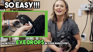 How to put Dog Eye Drops in  EASY  Veterinary approved [upl. by Nwahsor]