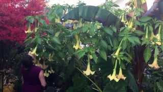 MASSIVE BRUGMANSIA DIGGING UP THE TROPICAL GARDEN FOR FALL  SO SAD [upl. by Doris]