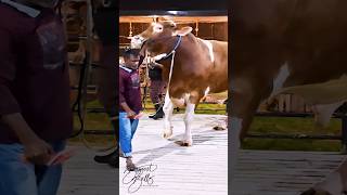 A massive red Holstein Friesian bull from Brownies Ranch [upl. by Chan]