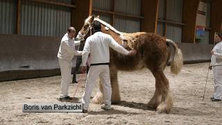 Belgian Draft Horses inspection of the stallions of 2 years old [upl. by Meean]