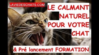 Le calmant naturel pour votre chat 🐱  le zylkène [upl. by Ennaylloh610]