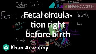 Fetal circulation right before birth  Circulatory system physiology  NCLEXRN  Khan Academy [upl. by Dexter]