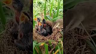 Bar winged prinia Baby Birds Hamat ready to feed birds birdnestandbaby babyanimal [upl. by Novert702]