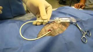 Chest tube placement in a dog pneumothorax YouTube [upl. by Erehpotsirhc]