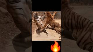 Epic battle between two Tigers for the kill 🔥🫣 tiger tadobanationalpark wildlife kill [upl. by Euton]