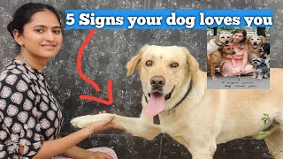 5 Heartwarming Signs Your Dog Loves You Unconditionallyquot ❤️😍 youtube love doglover [upl. by Llerrahs810]