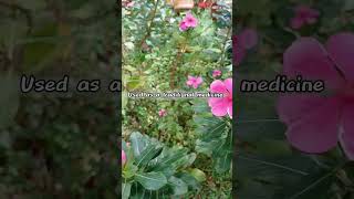 Catharanthus roseus 🌸shortvideo trending fruit gardenplants garden uses flowers plant short [upl. by Asehr]