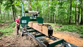 WoodMizer SilverTip Blade On Big Red Oak [upl. by Amleht842]