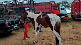 FEIRA DE CAVALO DE CACHOEIRINHA PE OS MELHORES CAVALOS DAS ÚLTIMAS FEIRAS [upl. by Cleveland]