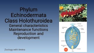 Phylum Echinodermata Class Holothuroidea  Zoology with Amina [upl. by Grindle]