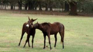 Galiceno horse Totasa and Jack Donkey Jasper at play [upl. by Karlyn]