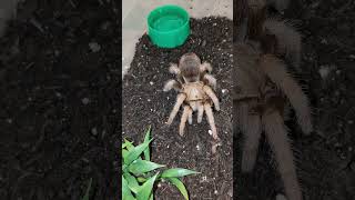 Aphonopelma Michiocan SP Black Femur tarantula animalfacts animals arachnid brianbarczyk ts [upl. by Locin]