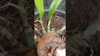 ऐ पौधा आपने पहले कभी नहीं देखा होगा। Oxalis plant  crinum lily plant [upl. by Aicened]