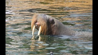 Walrussen  Pacific walrusses  Dolfinarium Harderwijk [upl. by Bright865]