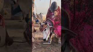 new sibbi cow new sibbi bull viral badobadi song love cover viral [upl. by Enamrahs]