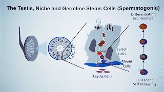 A Cell Atlas of the Developing Human Testis [upl. by Keryt]