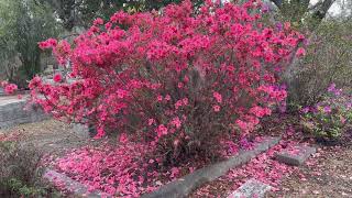 Bonaventure Cemetery Tour  Plants in Bloom  Savannah GA [upl. by Etneciv595]