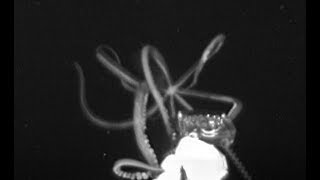 Giant squid filmed for the first time in US waters [upl. by Lenee]