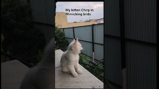 My Kitten Chirp in Mimicking birds 🐦 Selfie Rection video persiancat animal cat [upl. by Bugbee]