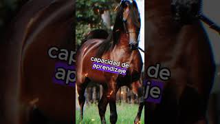 🐴 Caballos Árabes Arabian Horse horse [upl. by Inttirb29]