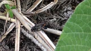 Attempted Mating of Sand Wasps サトジガバチの交尾拒否？ [upl. by Vento]