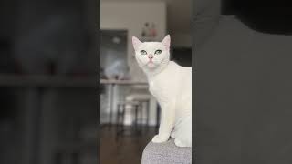 British Shorthair Cat Spotlight Meet Aloushé [upl. by Hooge]