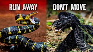 The Deadliest Snake Attacks [upl. by Schoenfelder]