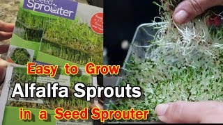 Sprouting Alfalfa in a TwoTiered Seed Sprouter [upl. by Amil661]