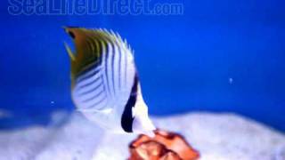 Auriga Butterflyfish Video [upl. by Dlonra848]