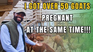 GET ALL YOUR GOATS PREGNANT AT ONCE WITH THESE PRACTICAL TIPS [upl. by Asillam72]