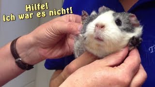 Meerschweinchen unterwegs  Heute Tierarzt  Die Meeries [upl. by Ynej587]