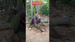 Monkey video aaha tamatar bada majedar song reels [upl. by Lilian]