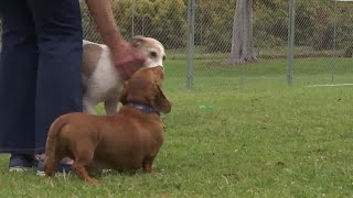 CDOG off leash dog park opens in Carpinteria [upl. by Hesketh597]