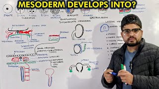 Mesoderm Embryology Organogenesis from Mesoderm [upl. by Tillman]