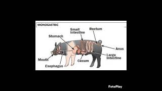 learning about the pig anatomy 1 the digestive system [upl. by Cosmo]