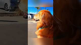 cat dog dogs cut cute love lovecats lovedogs funny virla viralvideo foryou foryoupage [upl. by Ransom756]