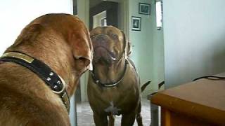 mirror  v  kane  my dogue de bordeaux [upl. by Asa268]