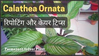 कैलाथिया ओरनाटा प्लांट केयर टिप्स Permanent Indoor Plant Calathea Oranata Repotting and Care Tips [upl. by Eah]