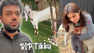 Tikku Ki Qurbani 😭  Emotional Eid Mubarak 💔 [upl. by Saimerej311]