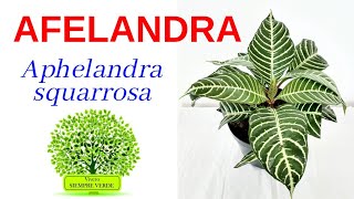 CUIDADOS DE AFELANDRA Aphelandra squarrosa [upl. by Essy]