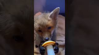 A fox cub caught in a net was rescued by a man fox rescuefox short [upl. by Refotsirhc]