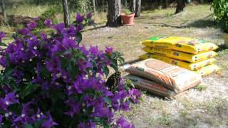 Butterflies love this purple Zone 9b Bougainvillea [upl. by Terese]