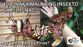 10 PINAKA MALAKI INSEKTO SA PILIPINAS  Top 10 Biggest Insects in the Philippines  Exotic Pet [upl. by Salina]